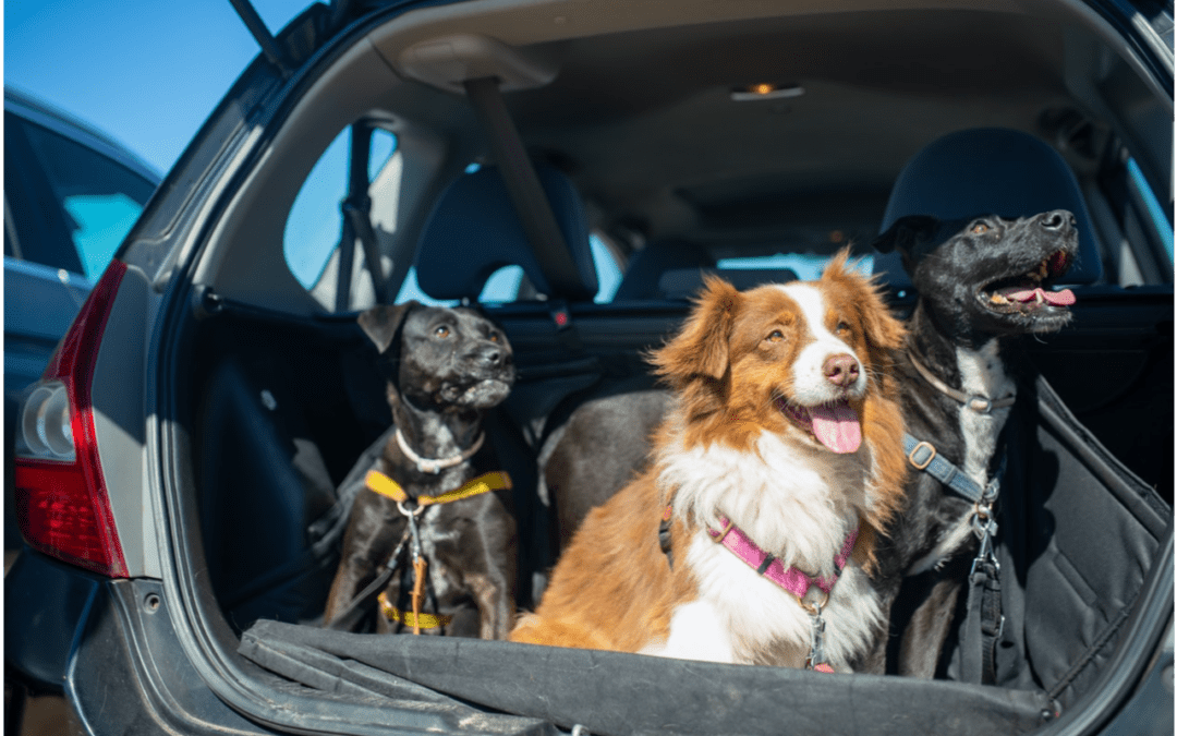 3 Steps to Stress-Free Spring Break Travel with Your Pet