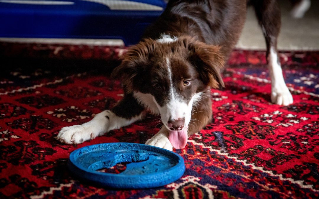 Border Collie playing with blue frisbee