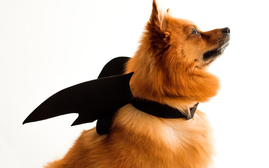 Safeguarding Your Beloved Pets: Halloween Pet Safety Guidelines